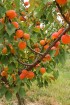 Leckere Aprikosen gedeihen in der Pfalz