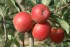 Apfelsorte Rubinette Rosso aus der Pfalz