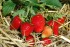 Frische Erdbeeren aus der Pfalz - direkt vom Erzeuger